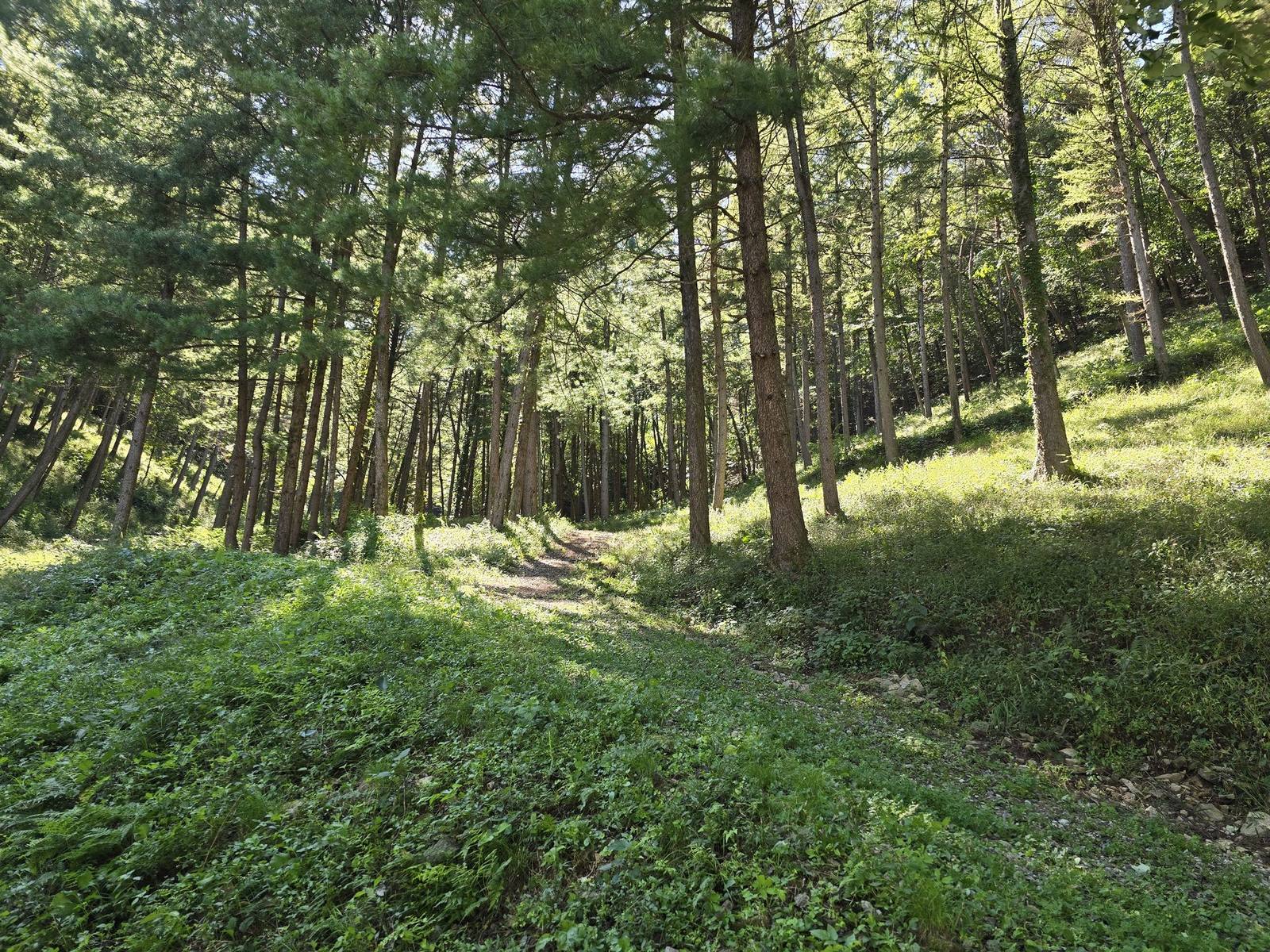 misty Korean mountain forest