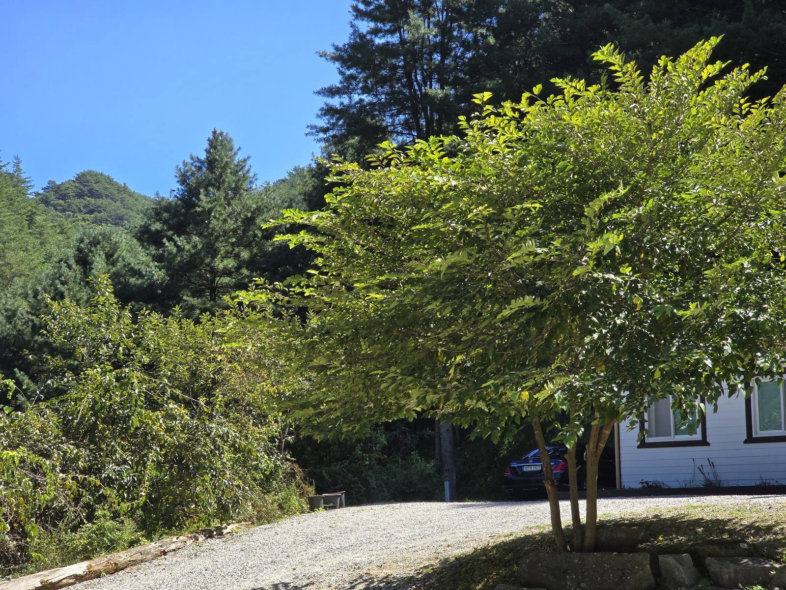 detailed texture of mossy forest floor with deep green ferns and soft sunlight filtering through leaves