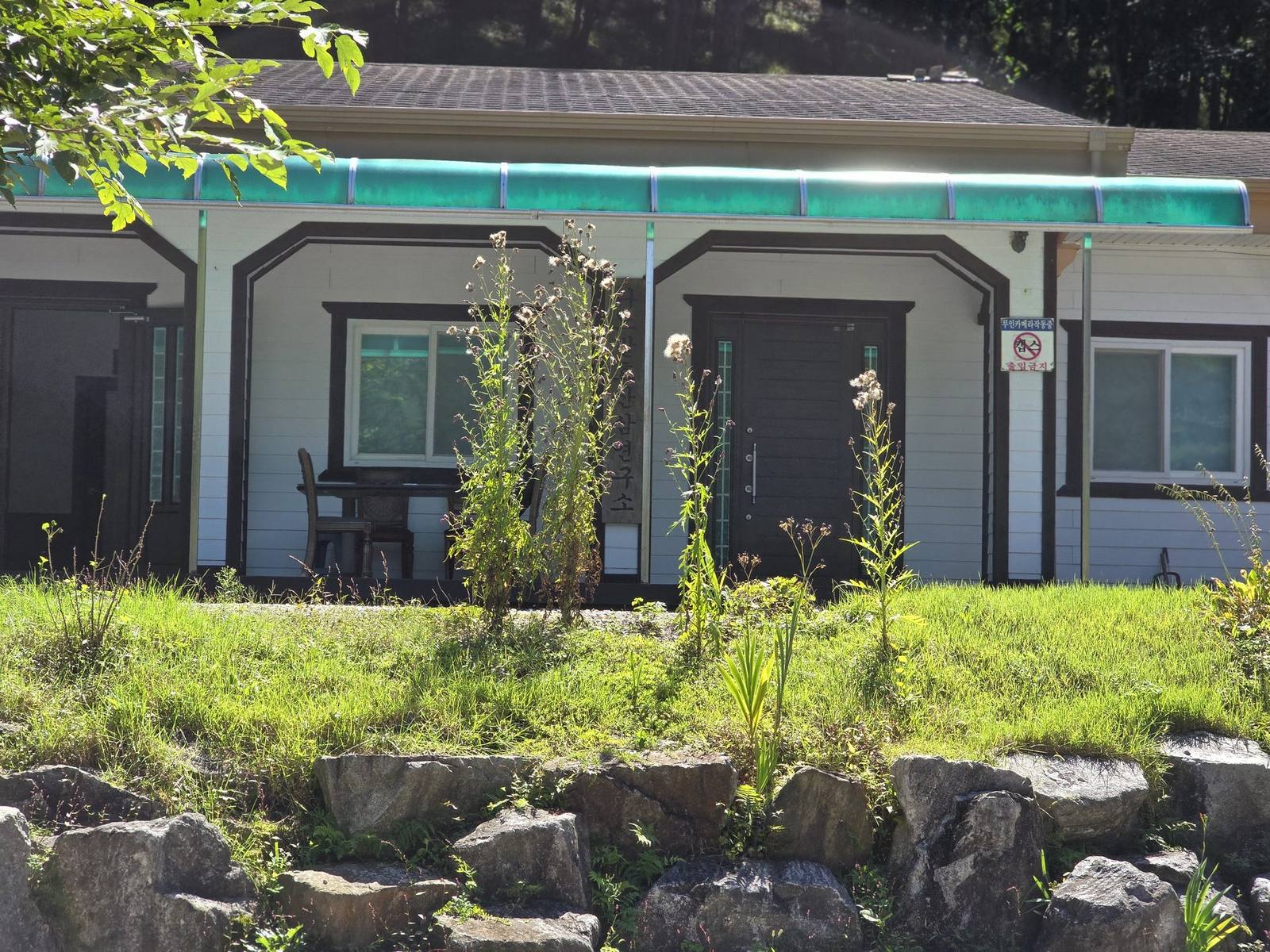 산양삼 재배 현장