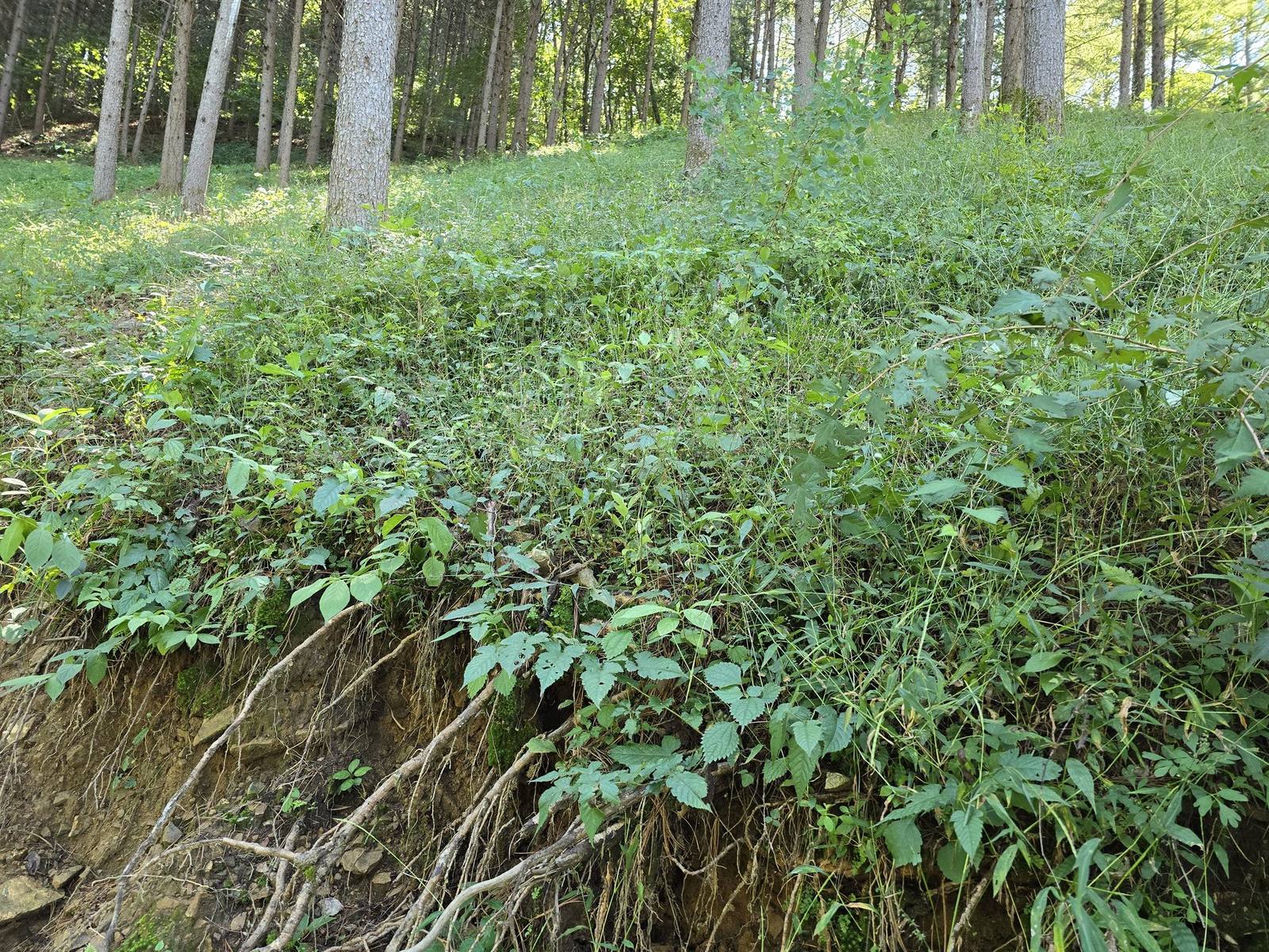 an experienced traditional farmer in a sun-drenched forest plantation, holding a basket of fresh herbs with soft golden light