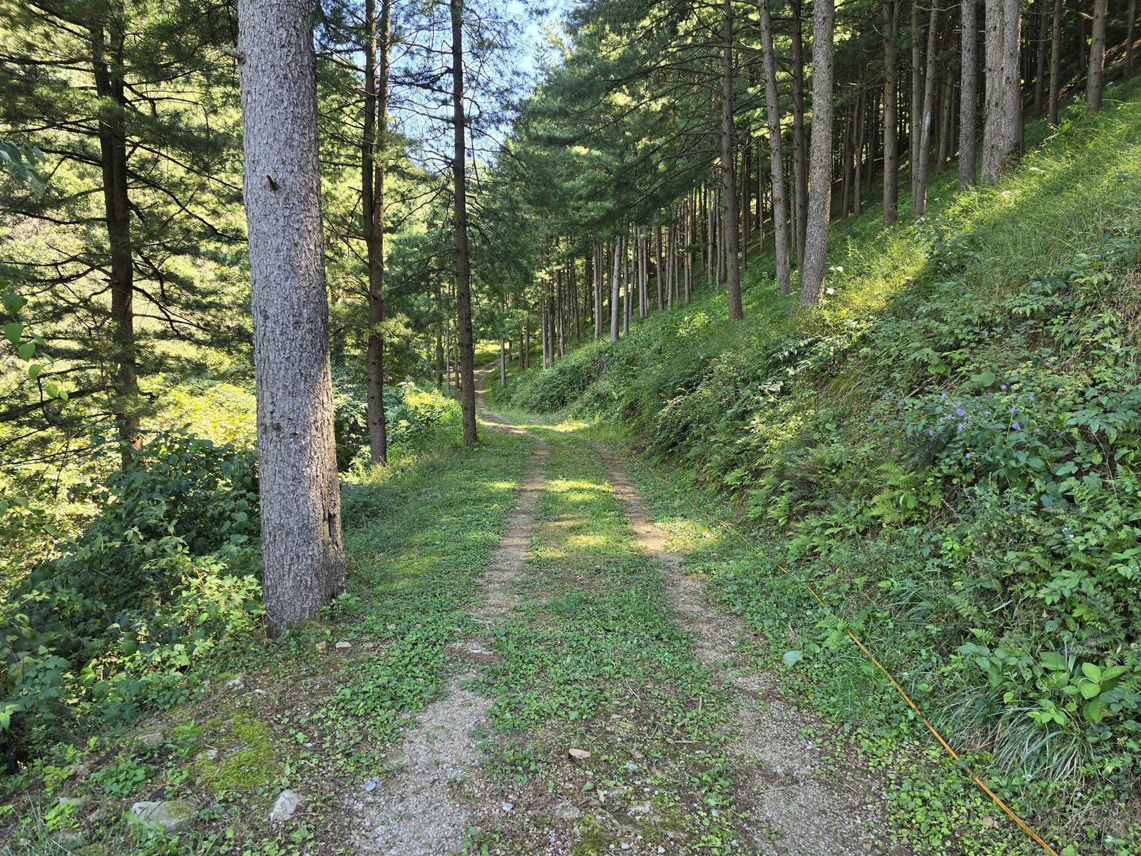 위탁영농 산양삼 농장