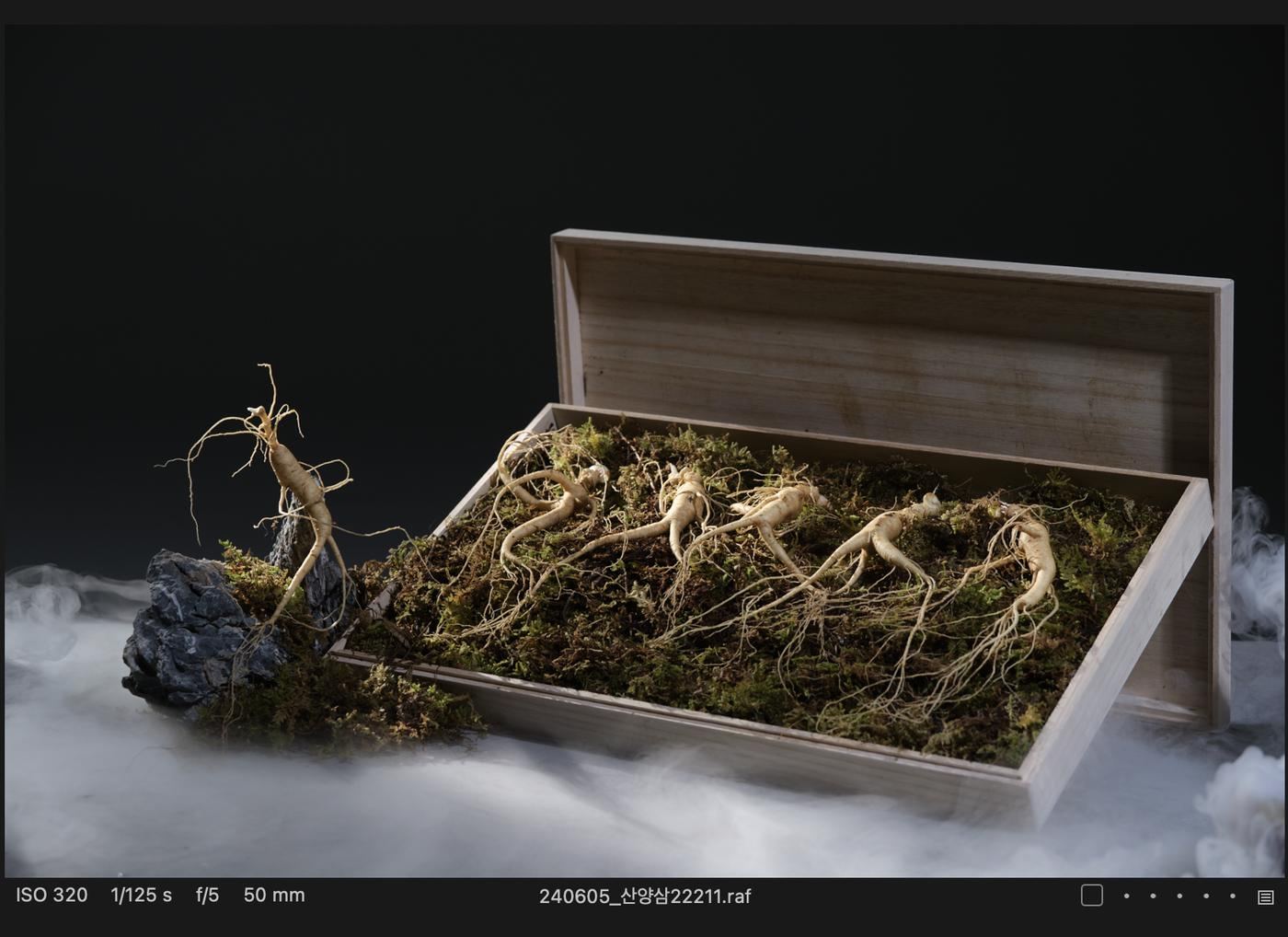 close-up of a high-quality wild mountain ginseng root with intricate details on a rustic wooden table with dark moody lighting